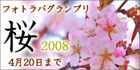 フォトラバ　「2008 桜」　始めました。