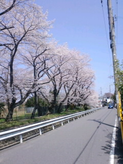 春ですね