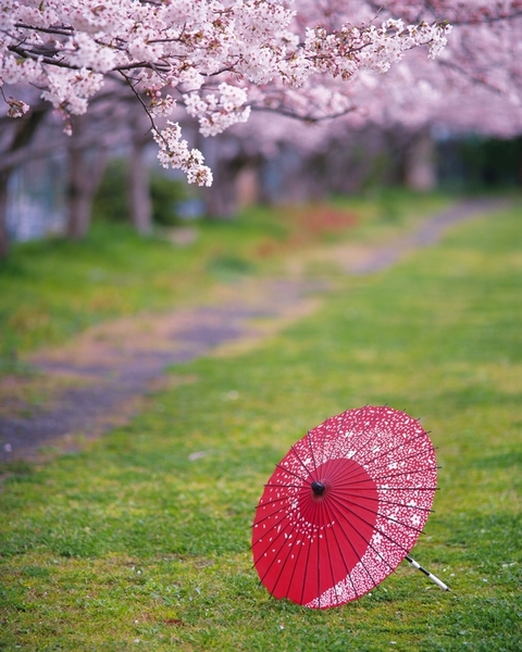 春、団子の起源と稲作信仰、お花見と桜