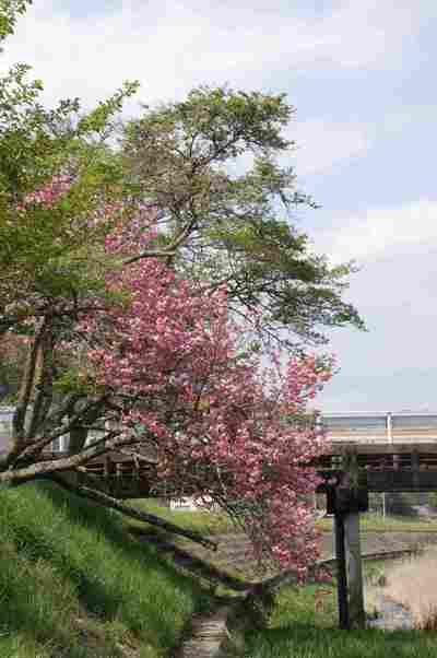 新緑の滝と桜