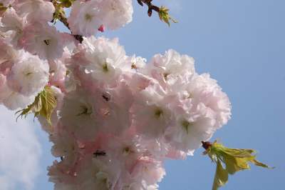 新緑の滝と桜