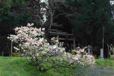 新緑の滝と桜