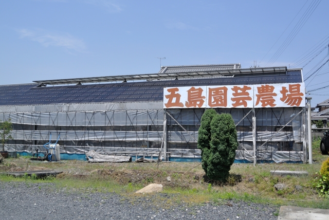 滋賀で楽しむ食虫植物 ４年ぶり 食虫植物展示即売会in五島園芸に行ってきた