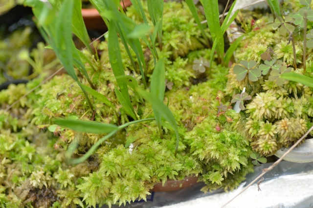 滋賀で楽しむ食虫植物 生水苔スクスク