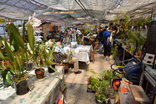 滋賀で楽しむ食虫植物 五島園芸 守山農場の食虫植物即売会に行ってきた