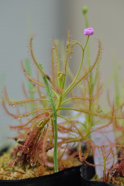 滋賀で楽しむ食虫植物 Drosera Indica ベトナム産