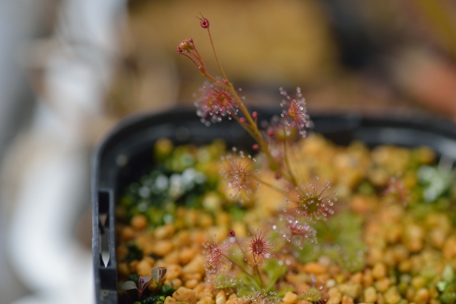 滋賀で楽しむ食虫植物 ２ 年02月