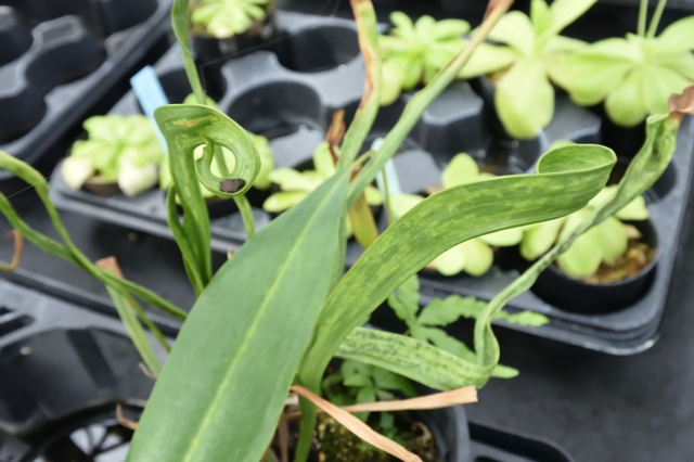 滋賀で楽しむ食虫植物 ２ 五島園芸にお邪魔しました