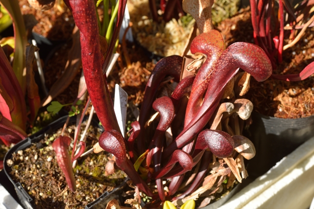 滋賀で楽しむ食虫植物 ２ 真冬の赤いダーリングトニア