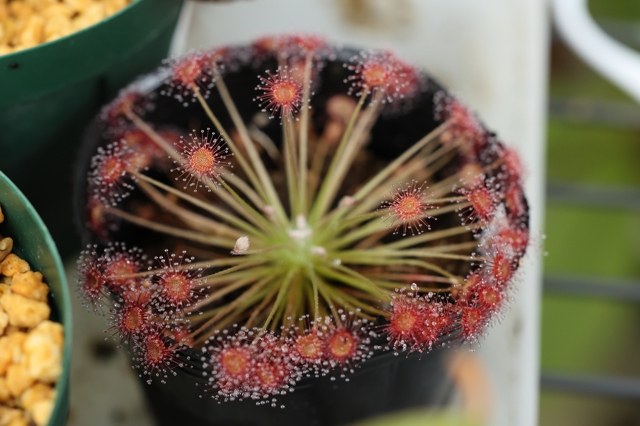 Drosera paradoxa l 滋賀で楽しむ食虫植物 ２