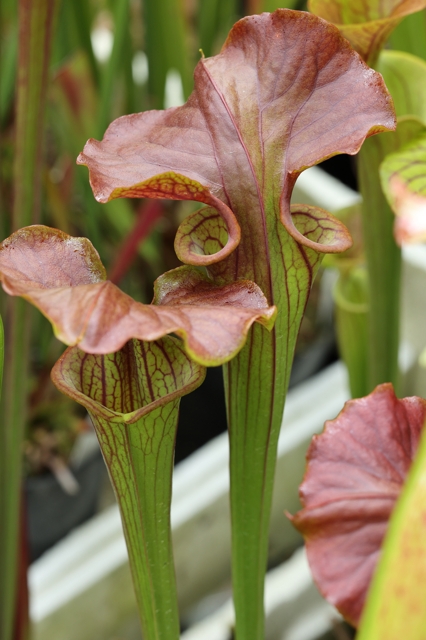 S. flava var. atropurpurea `Kimber Red Ruffles' l 滋賀で楽しむ食虫植物 ２