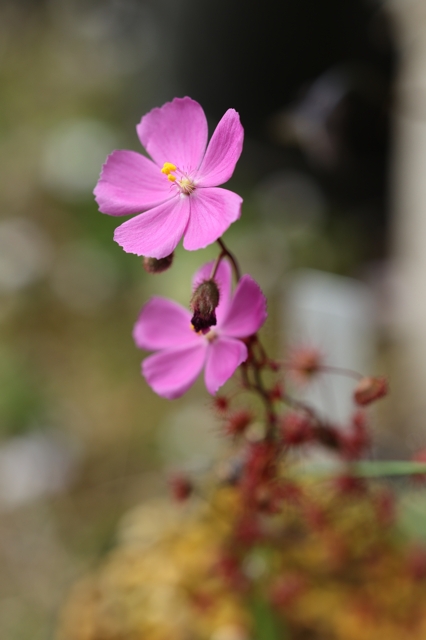 Drosera menziesii Green plants l 滋賀で楽しむ食虫植物 ２