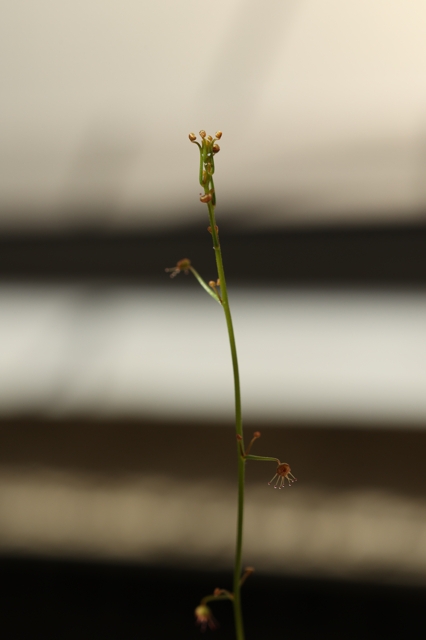 徐々に目覚める l 滋賀で楽しむ食虫植物 ２