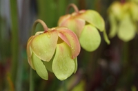 Sarracenia Reptilian Roseの花