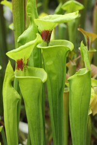 Sarracenia flava var. rugelii,  Large throat patch