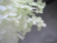 我が家の紫陽花…見頃です。。