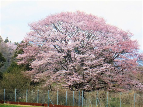 強風・・花冷えか？？