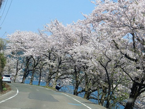 桜も勝手に散っていきます・・海津大崎もまもなく・・