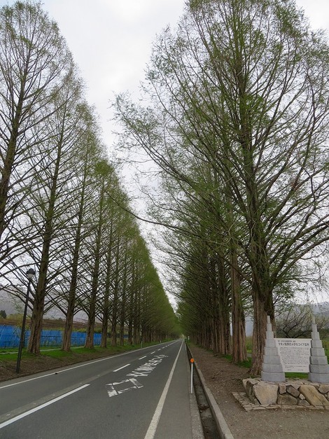 桜の次は・・琵琶湖岸にハマダイコン