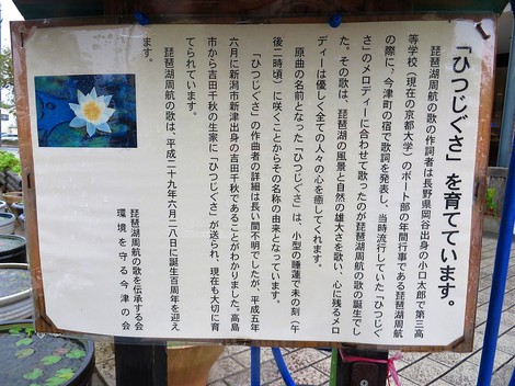 ヒツジ草・・彼岸花の白・・秋雨の中