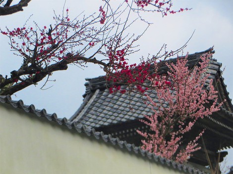 戻り寒・・木曜日・・梅満開
