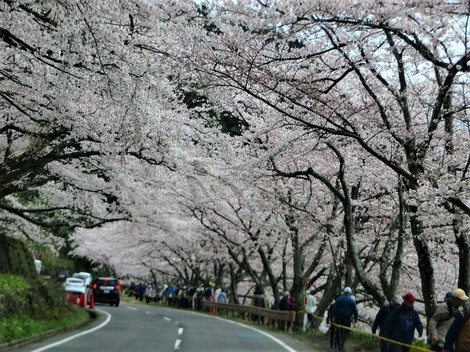 海津大崎・・平日でも混雑で満開時期に！