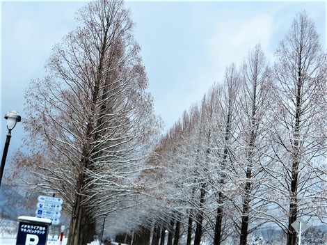 雪積もって・・メタセコイヤ並木　冬