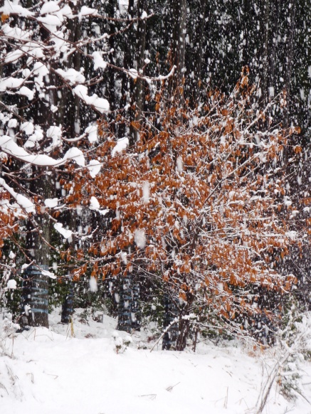 今日も、雪の中で・・