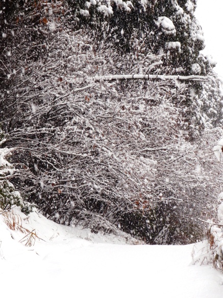 今日も、雪の中で・・