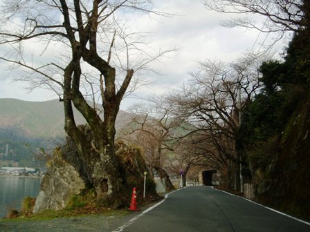 朝のびわ湖と・・柿畑は残雪で・・高島市内風景