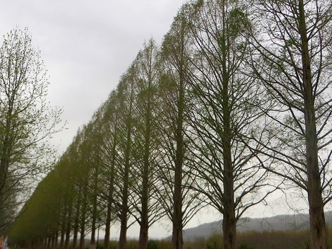 桜の次は・・琵琶湖岸にハマダイコン