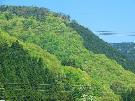 濃淡・・緑・・緑・・連休初日