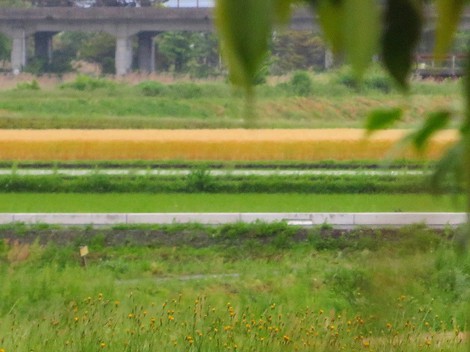 期待のお日様見えず・・土曜日はヒンヤリ気温