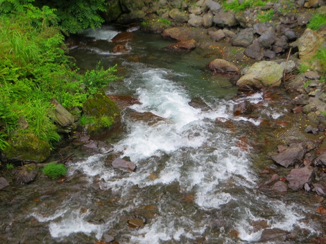 大雨もなく高島市・・琵琶湖と半夏生