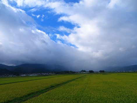 湿度高く・・山沿い雨で、琵琶湖岸は白雲も・・