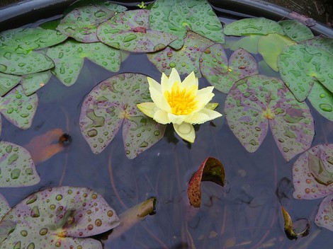 ヒツジ草・・彼岸花の白・・秋雨の中
