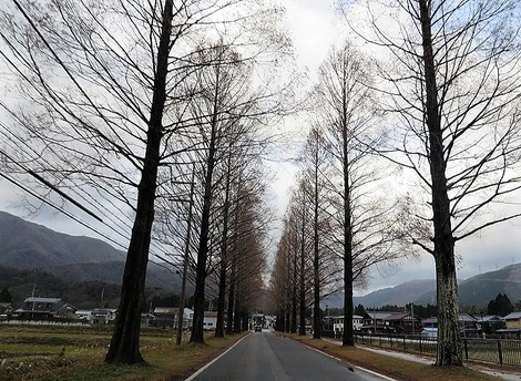 最後の柿・・風に揺れて