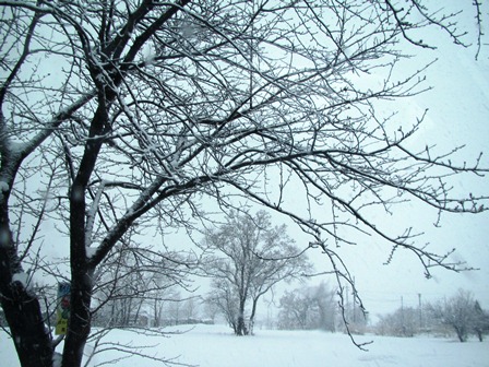 琵琶湖岸、樹木も変身・・今朝の雪