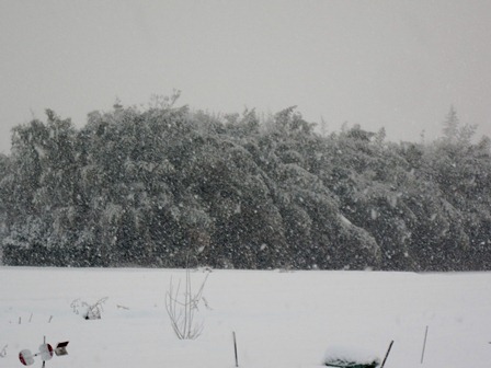 琵琶湖岸、樹木も変身・・今朝の雪