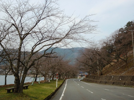 ボンヤリ・・春
