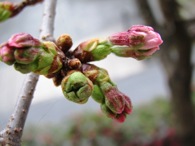 一足先に・・花冷え？？