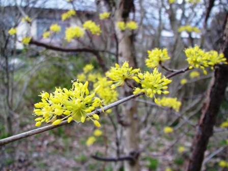 一足先に・・花冷え？？