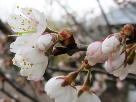 一足先に・・花冷え？？