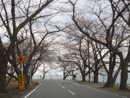 一足先に・・花冷え？？