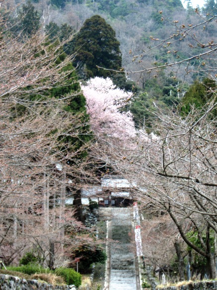 桜・・・今日の夫婦桜