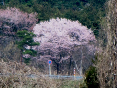 桜・・・今日の夫婦桜