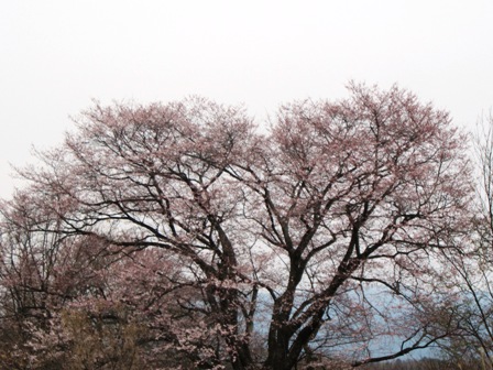 桜・・・今日の夫婦桜