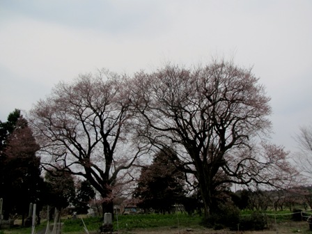 桜・・・今日の夫婦桜