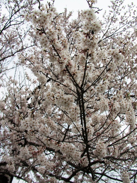 桜・・・今日の夫婦桜