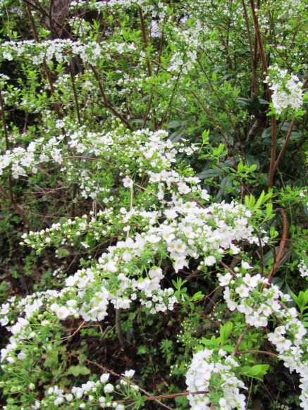 小雨で強風・・桜も雪柳もひっそり・・